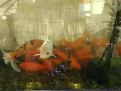 別小江神社の動物