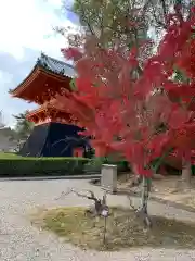 仁和寺の庭園