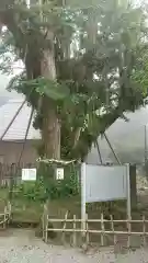 村山浅間神社の自然