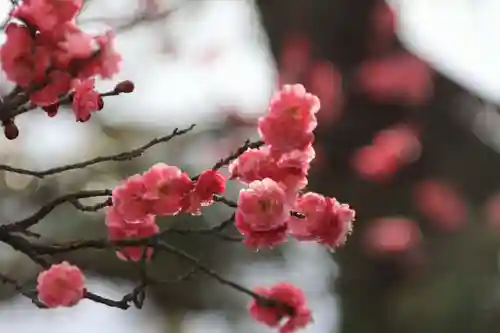 開成山大神宮の庭園