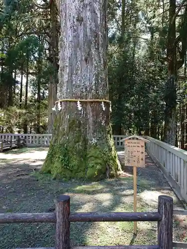 霧島神宮の自然