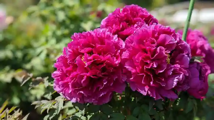 金蛇水神社(宮城県)