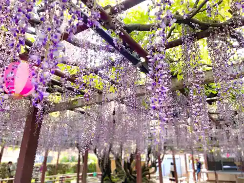 太巌寺（ふじの寺）(三重県)
