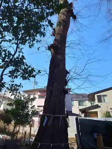 戸越八幡神社の自然