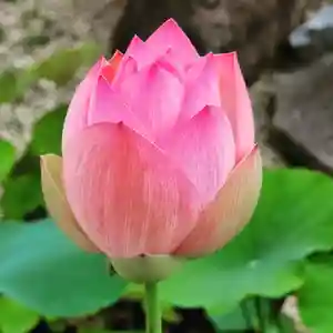 観真寺の自然(2021年06月18日(金) 16時23分34秒投稿)