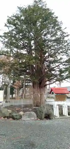 豊栄神社の自然