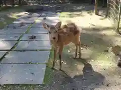 春日大社の動物