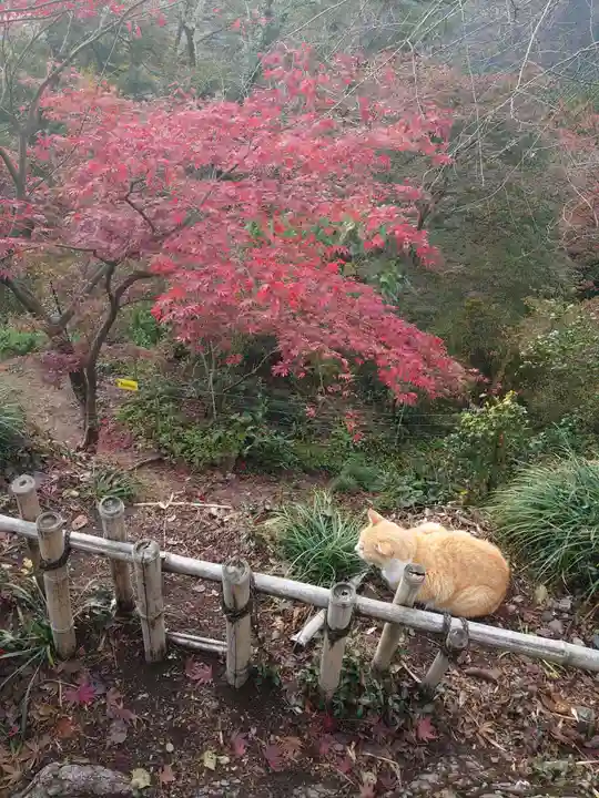 唐澤山神社の動物