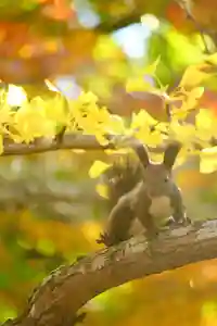 高台寺の動物(2023年09月12日(火) 12時54分36秒投稿)