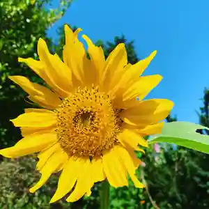 豊景神社の自然(2020年08月22日(土) 05時56分46秒投稿)