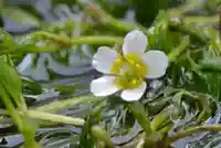加茂神社(滋賀県)