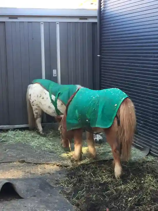 五方山熊野神社の動物