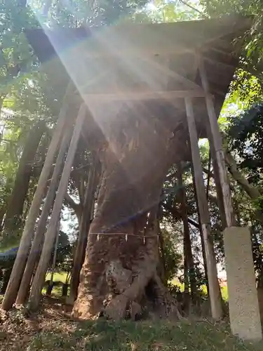 中氷川神社の自然