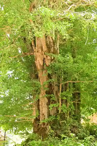 白山神社（長滝神社・白山長瀧神社・長滝白山神社）(岐阜県)