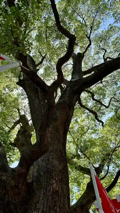 住吉大社(大阪府)