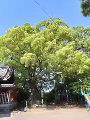 高橋西神社(熊本県)