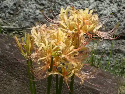 横浜　西方寺の自然