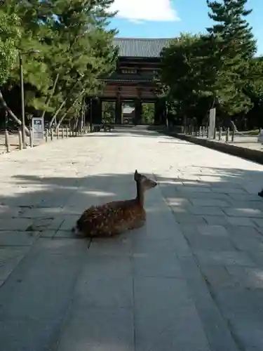 東大寺の動物