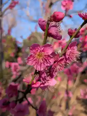 妙法寺(東京都)