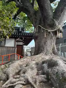 阿保神社(大阪府)(2024年01月01日(月) 09時04分41秒投稿)