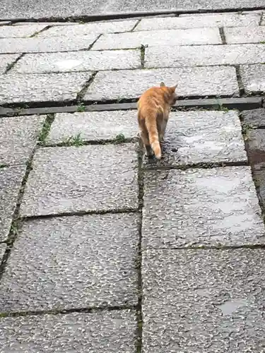 最勝寺教学院の動物