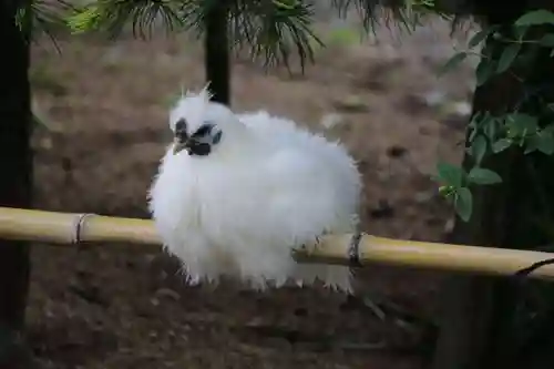 高屋敷稲荷神社の動物