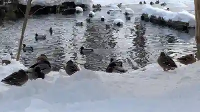 永山神社の動物