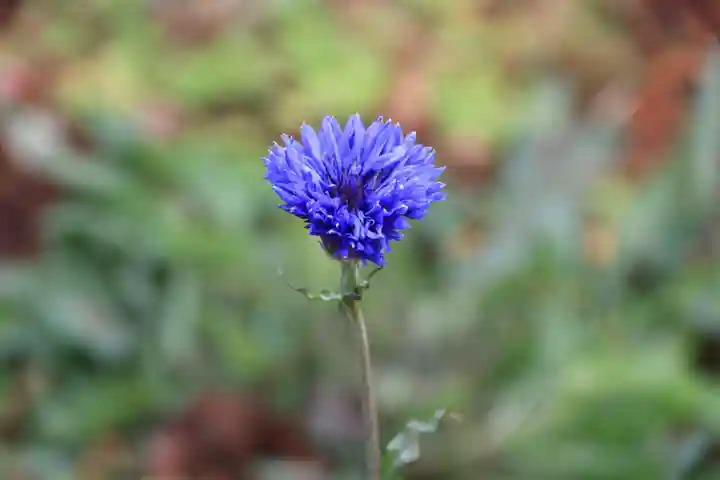 高司神社〜むすびの神の鎮まる社〜の自然