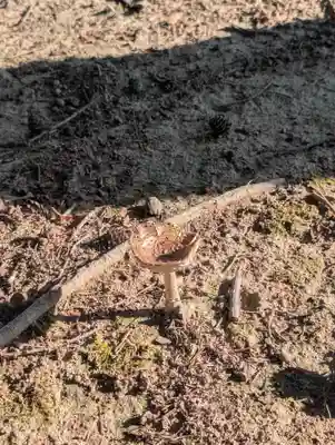 長沢神社(北海道)