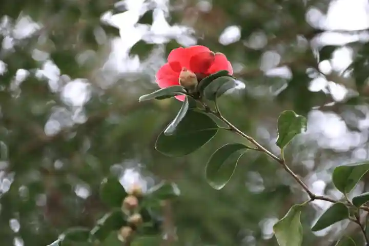 阿久津「田村神社」(郡山市阿久津町)旧社名:伊豆箱根三嶋三社の自然