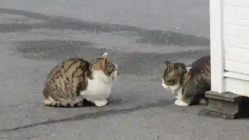 御誕生寺（猫寺）の動物
