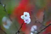 開成山大神宮の庭園