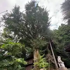 白山神社(岐阜県)