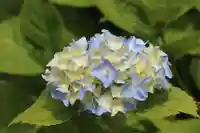 国宝 大法寺の自然