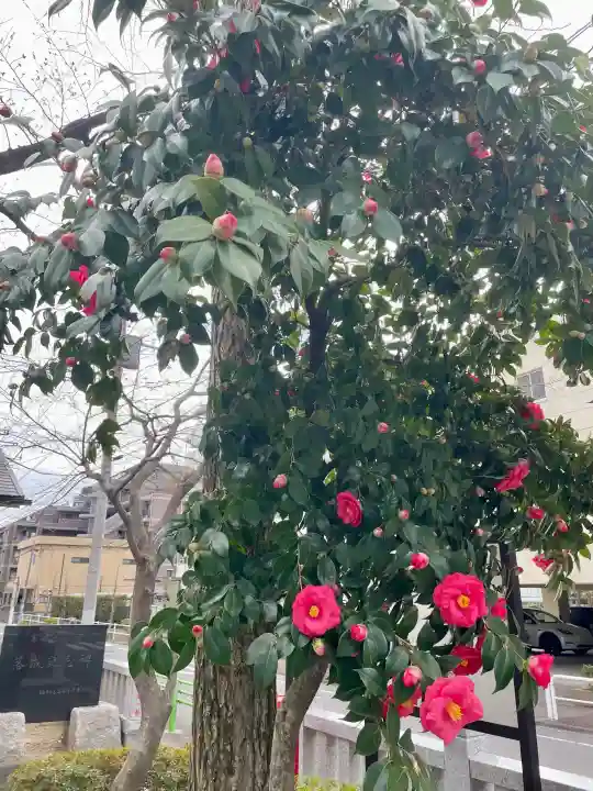 舟渡氷川神社の{uncategorized: "未分類", other: "その他", undefined: "問題あり", building: "その他建物", grave: "お墓", sacred_gate: "鳥居", guardian: "狛犬", statue: "像", buddha: "仏像", history: "歴史", nature: "自然", garden: "庭園", animal: "動物", pagoda: "塔", temizu: "手水舎", mountain_gate: "山門・神門", sanctuary: "本殿・本堂", subordinate: "末社・摂社", art: "芸術", scenery: "景色", jizo: "地蔵", ema: "絵馬", goshuin: "御朱印", omikuji: "おみくじ", items: "授与品その他", amulet: "お守り", goshuincho: "御朱印帳", eats: "食事", festival: "お祭り", votive_dance: "神楽", shichigosan: "七五三参", wedding: "結婚式", experience: "体験その他", initially: "初詣", around: "周辺", anti_infection: "感染症対策"}