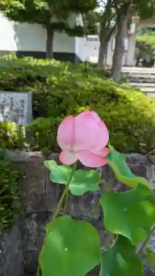 華臺寺(京都府)