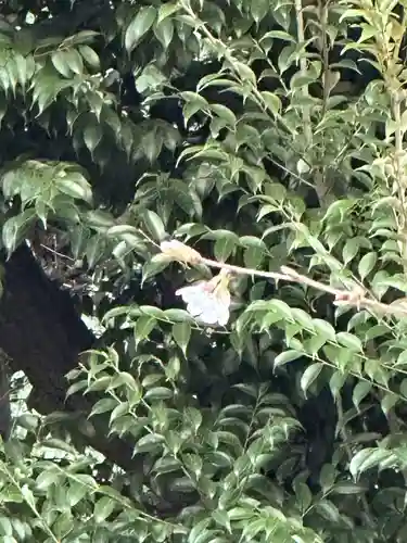 靖國神社(東京都)