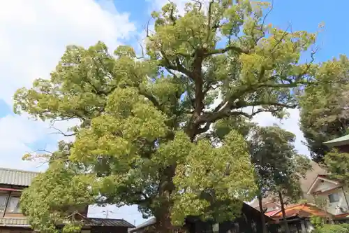 糸碕神社の自然