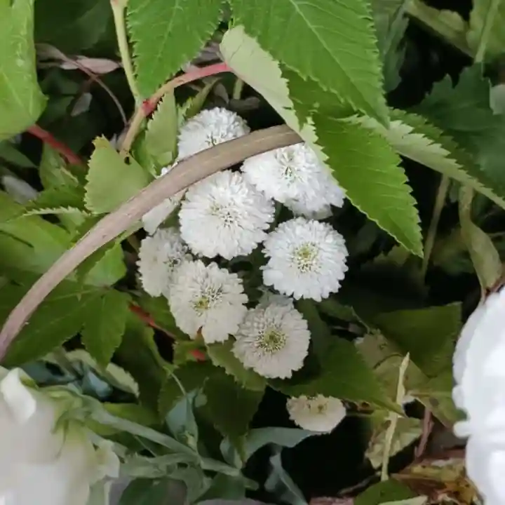 彌彦神社 (伊夜日子神社)(北海道)