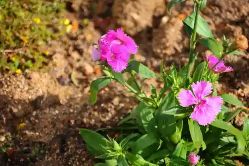 大鏑神社の庭園