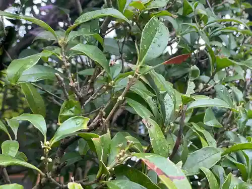 伊勢の国 四天王寺の自然