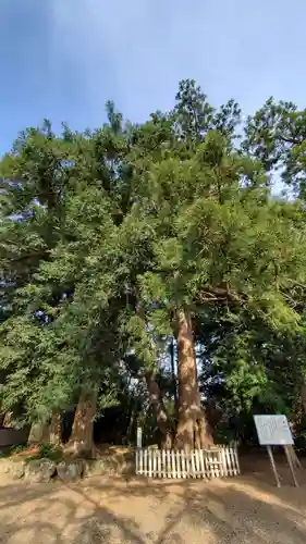 鎌数伊勢大神宮の自然