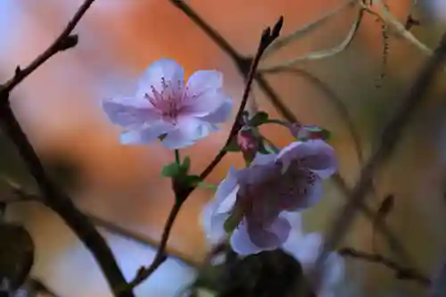 阿久津「田村神社」（郡山市阿久津町）旧社名：伊豆箱根三嶋三社の庭園