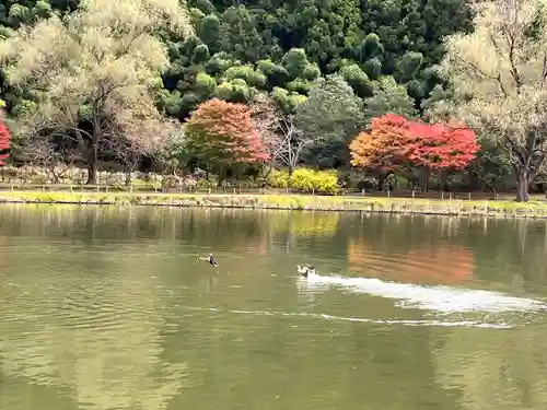 白水阿弥陀堂の動物