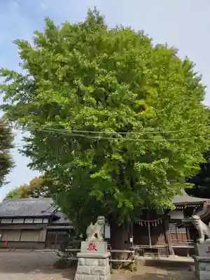 印内八坂神社(千葉県)