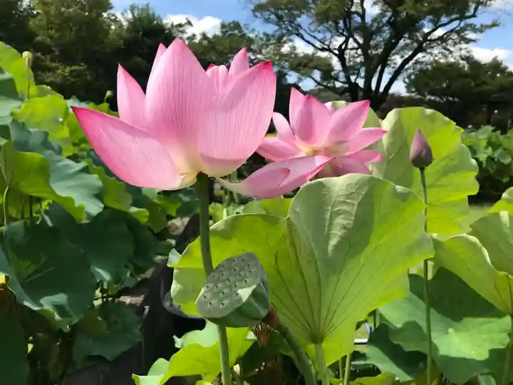 三室戸寺の自然