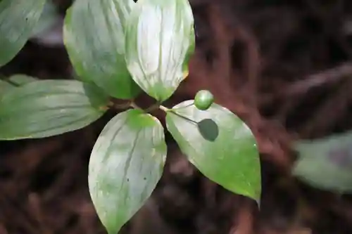 鹿島大神宮の自然