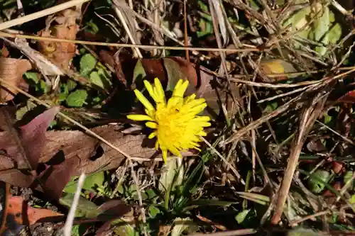 瀧桜神明宮の自然