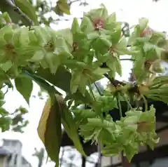 松應寺の自然