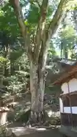 丹生川上神社(下社)の自然